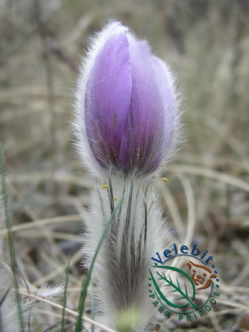 Naturpark Velebit 63